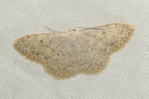 Réf. 270 425 : Scopula marginepunctata